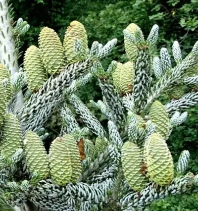 Ялиця корейська Сільберлок