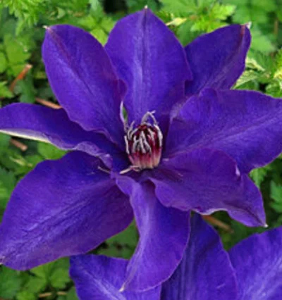 Клематис Президент