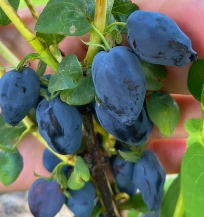 Жимолость Сердце Гиганта