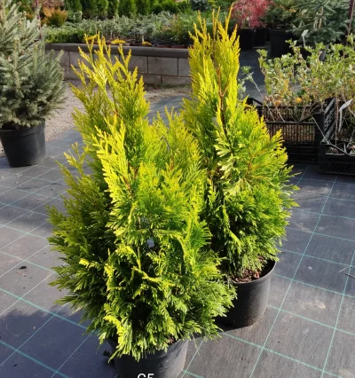 Туя складчаста Форевер Голді