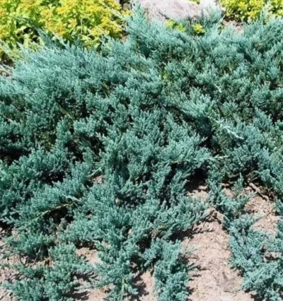 Можжевельник горизонтальный Блю Чип