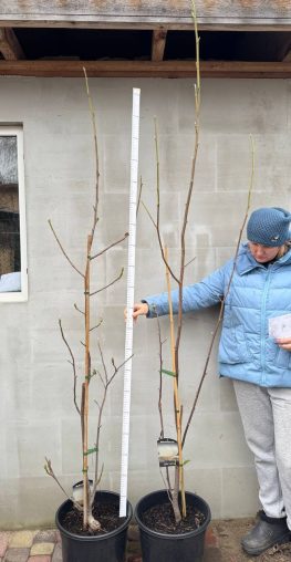 Магнолія Нефритова Лампа / Magnolia Jade Lamp