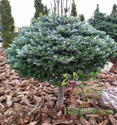 Пихта на штамбе