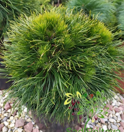 Сосна гірська Варелла