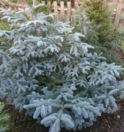 Пихта субальпийская Грин Глоб