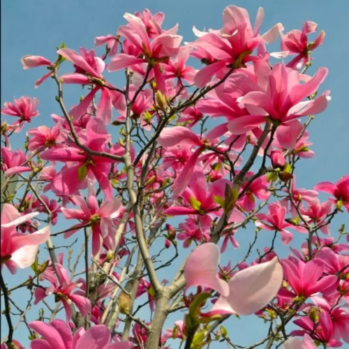 Магнолия Гелакси (Magnolia Galaxy)