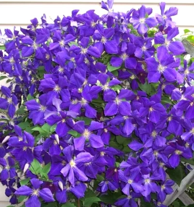 Клематис Жакмана