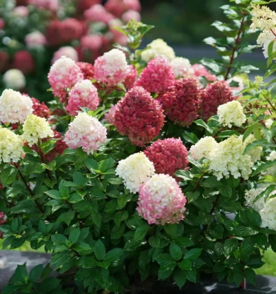 Гортензия Little Lime Punch