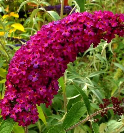 Саженцы Буддлея ROYAL RED