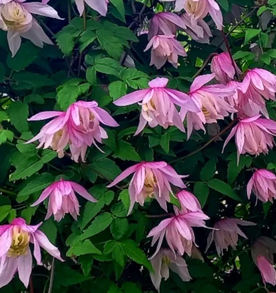 Княжик Пинк Фламинго