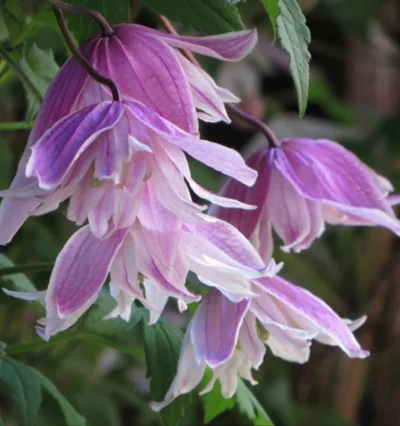 Клематис - Княжик Propertius