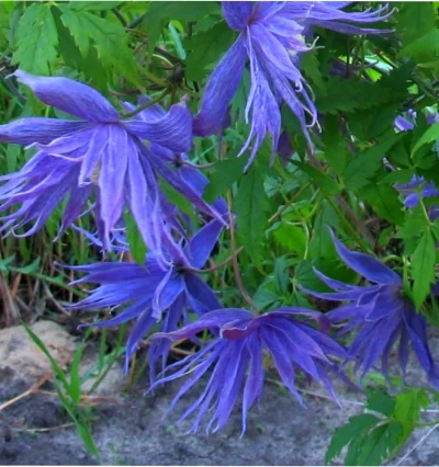 Клематис - Княжик Спайки "Spiky"