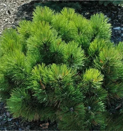 Сосна чорна Нана