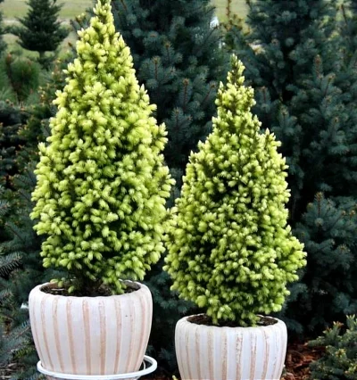 Ялина глаука "San on fhe Sky"