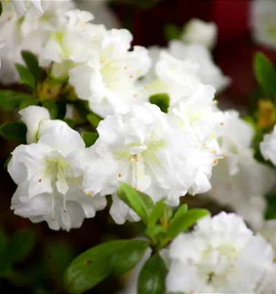 Азалия Снежная Жемчужина