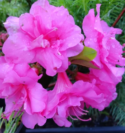 Азалия японская Бабочка (Azalea japonica Babuchka)