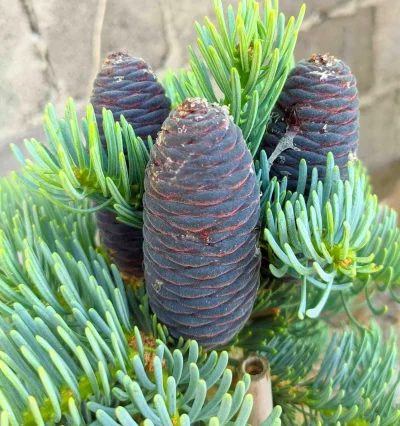 Пихта одноцветная Виолеция (Abies concolor Violacea)