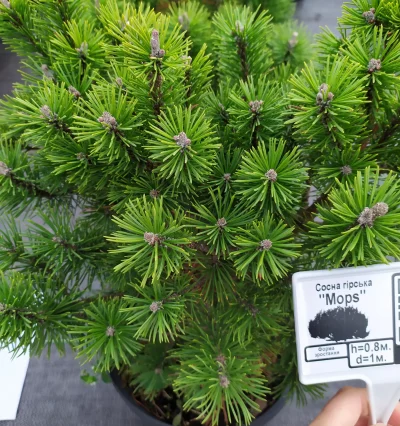 Сосна Мопс