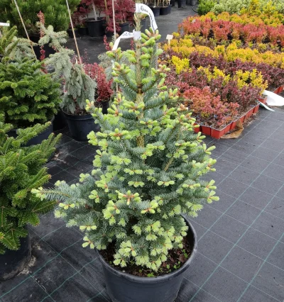 Ялиця ласіокарпа