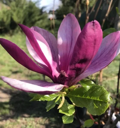 Магнолія Нігра