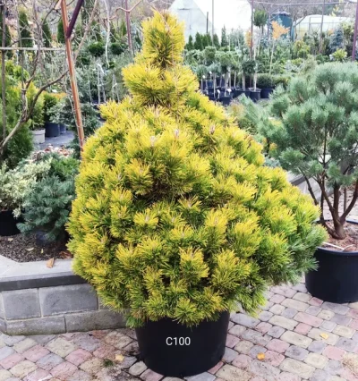 Сосна Літл Голд Стар