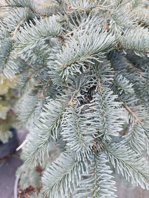 Ялиця благородна Глаука (Abies procera Glauca)