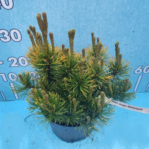 Сосна Вінтер Голд (Pinus mugo Winter Gold)