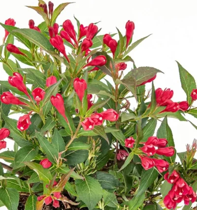 Вейгела Ол Саммер Ред