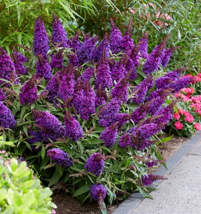 Буддлея Канді Літл Пурпле