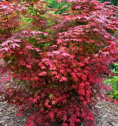 Клён пальмолистный Атропурпуреум