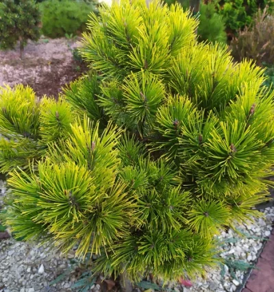 Сосна Вінтер Голд