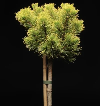 Сосна Вінтер Голд на штамбеі