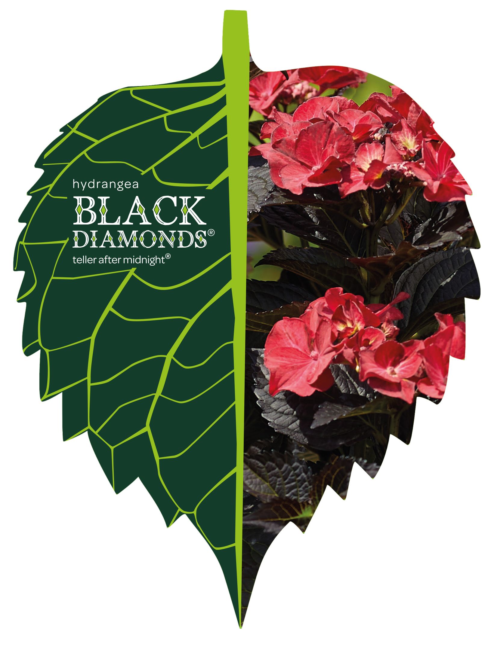 Гортензія макрофіла BLACK DIAMONDS® After Midnight