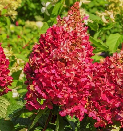 Гортензія волотиста Вімc Ред