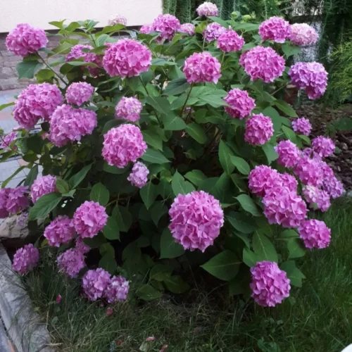 Гортензия Камерун