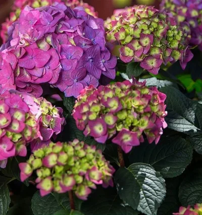 Гортензия Endless Summer Love