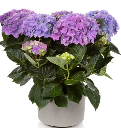 Гортензія Камерун (Hydrangea macr. Cameroun)