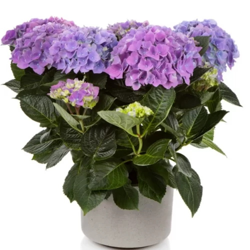 Гортензія Камерун (Hydrangea macr. Cameroun)