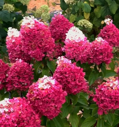 Гортензия Стробери Блоссом