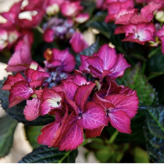 Гортензія макрофіла BLACK DIAMONDS® After Midnight