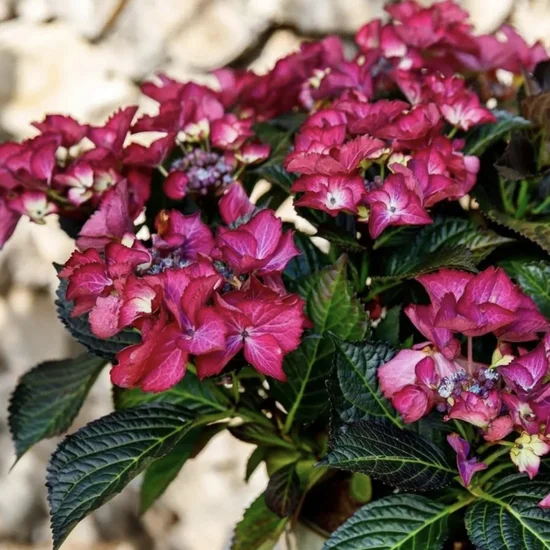 Гортензія макрофіла BLACK DIAMONDS® After Midnight