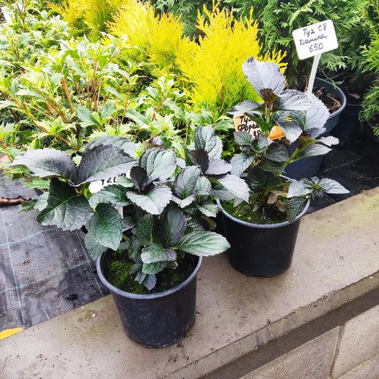 Гортензія макрофіла BLACK DIAMONDS® After Midnight / С2