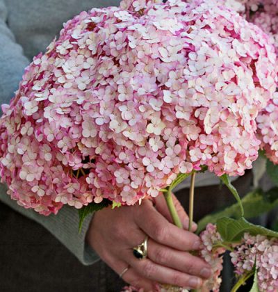 Гортензія Кендібель Баблгам, Hydrangea arb. CB Bubblegum