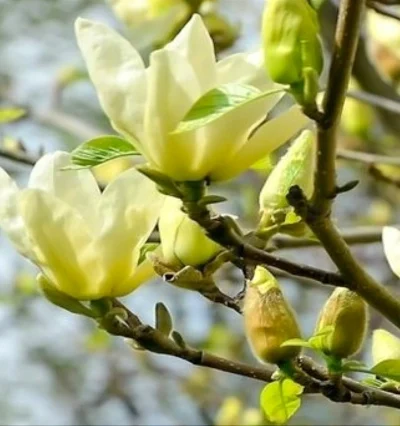 Магнолия Еллоу Лантерн