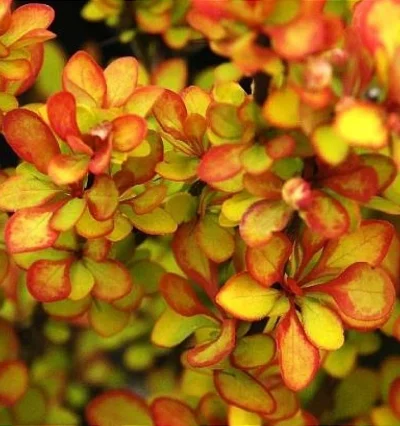 Барбарис тунберга Самер Сансет