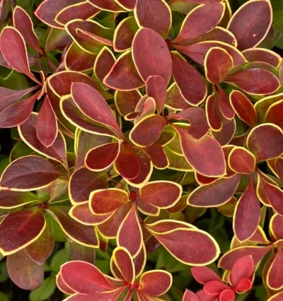 Барбарис тунберга Корал