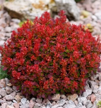 Барбарис тунберга Лютін Руж