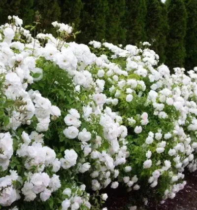 Троянда Вайт Фейрі