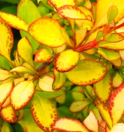 Барбарис тунберга Лимончело