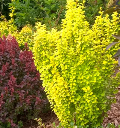 Барбарис тунберга Марія